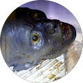 Lane D. profile picture